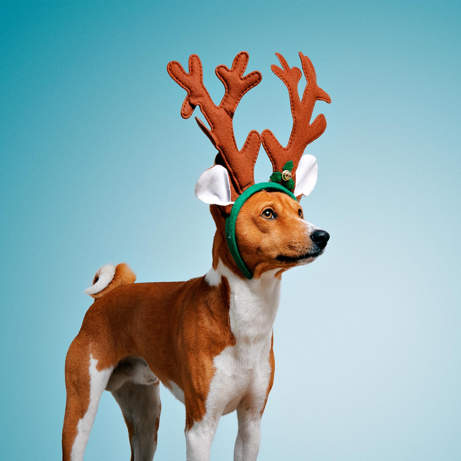 Reindeer Dog Costume Affiliate Demo