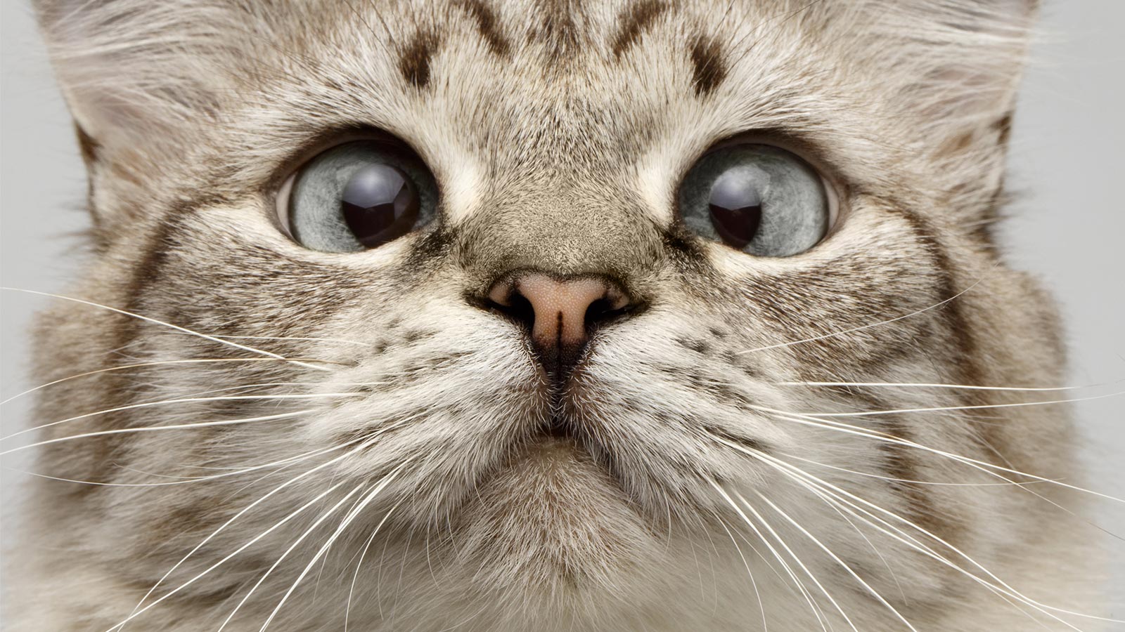 What Does It Mean When a Cat Squints at You? Community Demo