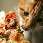 Cat eating pizza