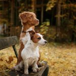 Brown and white dogs