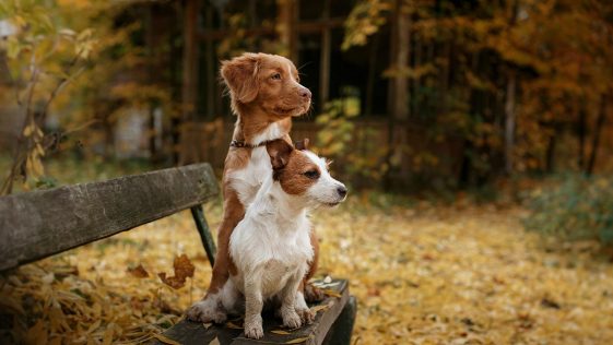 Brown and white dogs