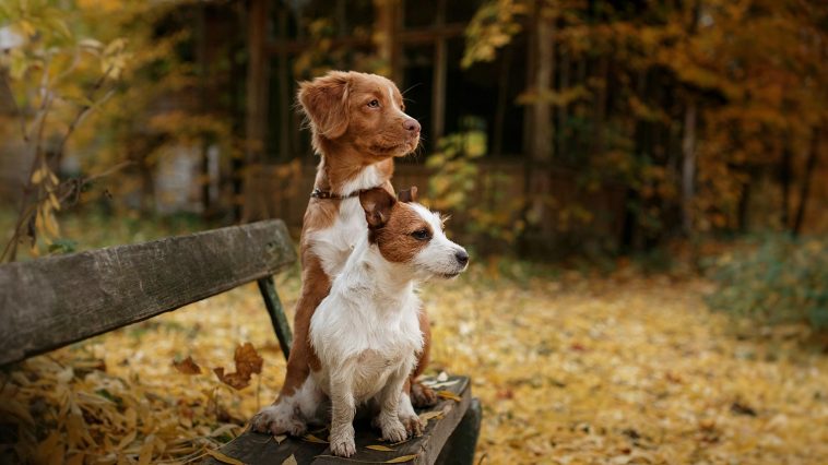 Brown and white dogs