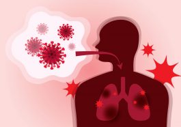 Brown and white dogs